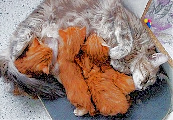 Mutter Cheyenne mit Rasselbande - Foto (c) by G. Hasitschka (E-Wurf von A Winerau�s Cattery)