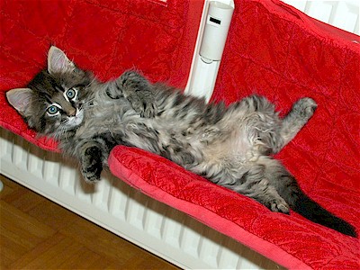 Denzel beim "Lften" des Bauches ;) (c) by. W. Nagelhofer